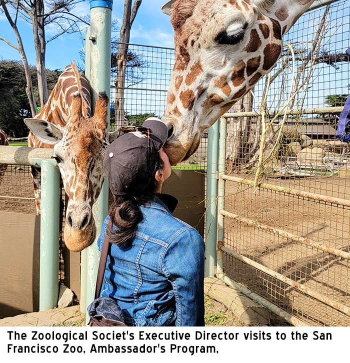 Giraffe kissing lady