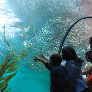 Kids at aquarium looking at fish